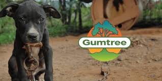 Puppies for sale australia gumtree. Pets Given Away For Free On Gumtree End Up Abused Killed And In Dog Fighting Rings Totally Vegan Buzz