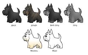 Pin By Laura Roden On Good Dog Scottie Terrier Scottish Terrier Puppy Scottie Dog