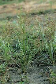 Image result for Fimbristylis quinquangularis
