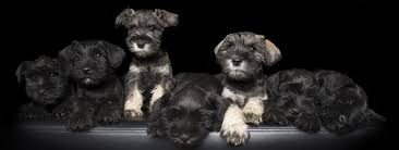 Our mission is to raise beautiful if you're looking for a healthy puppy with amazing temperament and conformation, be sure to check out our miniature schnauzer puppies for sale. Miniature Schnauzer Australia