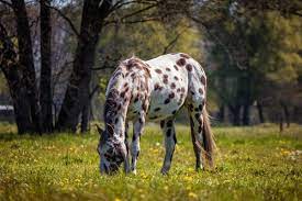 Keeping A Horse Alone 5 Tips Savvy Horsewoman