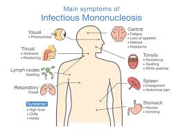 Some other viral illnesses, such as cytomegalovirus and acute human immunodeficiency virus (hiv), can cause symptoms that are very similar to those of. Mononucleosis Symptoms How To Recover From Mono