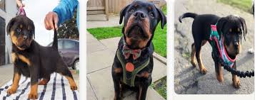 Arlington, va, usa, rottweiler puppies. Rottweiler Puppies For Sale In Chesapeake Va Pets Nigeria