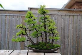 Miami tropical bonsai is one of the largest tropical bonsai nursery in the united states, known for having the tree you see is the tree you get. June 2013 Lakeshore Bonsai Bonsai In Toronto Canada Bonsai Bonsai Forest Bonsai Tree