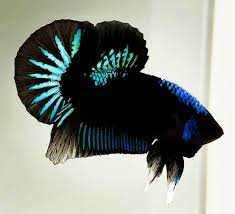 Check out our siamese fighting fish selection for the very best in unique or custom, handmade pieces from our shops. Siamese Fighting Fish Ikan Cupang Ikan Koi Ikan