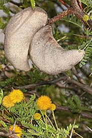Image result for Acacia quiterajoensis