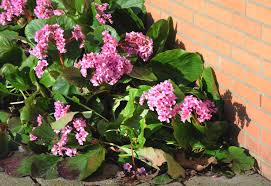 21 beautiful flowering plants for wet, soggy spots in your garden. 15 Best Plants For Wet Areas