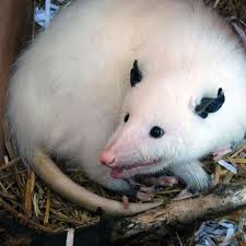 It is not an inexpensive endeavor to raise a litter of baby possums. Opossum My Possum Opossum Albino Animals Cute Animals