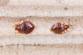 Bedbug hiding in furniture corner