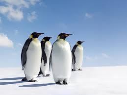 According to the paper, smaller colonies of king penguins on other islands in the archipelago have the only way to figure it out is to do field studies on the colony, which they hope will begin in 2019. The Complicated Calculus Of Counting Emperor Penguins Science Smithsonian Magazine