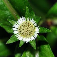 Image result for Eclipta prostrata