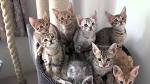 Cosmic Spots Ocicats, Ocicat Kittens for sale year round ...