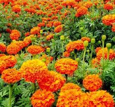 Maybe you would like to learn more about one of these? Cara Menanam Bunga Marigold Dari Biji Bibitbunga Com