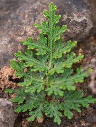 Image result for Kohautia confusa