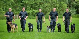 Police Dog Training Tricks You Can Use Police Dog Training Dog Training Dog Training Obedience