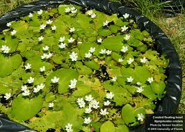 Image result for Nymphoides