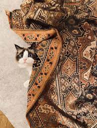 Benjamin Swift Hiding Under A Blanket Taylor Swift Cat Taylor Swift Pictures Taylor Swift Street Style