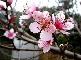 Taiwanese National Flower Flower Delivery Flowers Popular Flowers