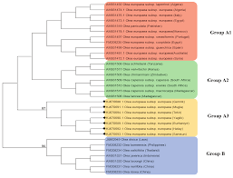 Image result for Olea chimanimani