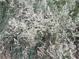 Image result for Holcus