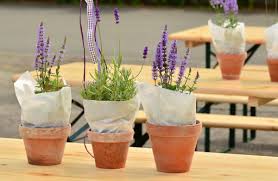 A cactus will require soil that's pebbly, sandy, porous and one that provides excellent drainage and aeration. Potting Soil For Lavender Discover The Flawless Mix Herbswithin