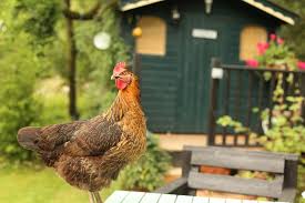 Are you allowed to keep chickens in your back garden. Benefits Of Backyard Chickens Green America