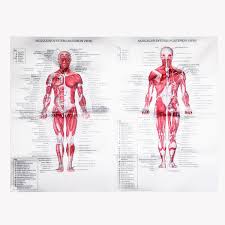 Us 5 65 25 Off Human Anatomy Muscles System Art Poster Body Educational Chart Printed Picture For Medical Classroom Study Decor In Painting