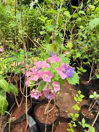 Image result for Karomia tettensis