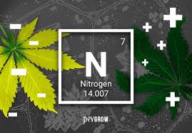 A cactus (plural cacti, cactuses, or less commonly, cactus) is a member of the plant family cactaceae, a family comprising about 127 genera with some 1750 known species of the order. Lack Or Excess Of Nitrogen In Your Cannabis