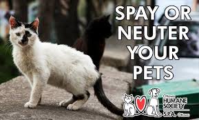 The general recommendation on when to spay and neuter cats is to fix felines by five—in other words, by 5 months of age. Spay Or Neuter Your Pets Ottawa Humane Society