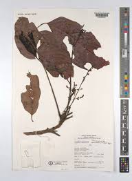 Image result for Pseudospondias