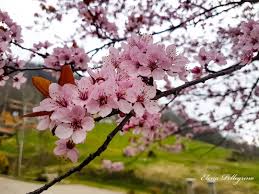 Pink flowering trees washington state. Elena And Matteo Home Facebook