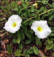 Image result for Ipomoea polymorpha