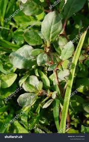 Image result for Trianthema