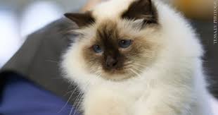 Sbib Chocolate Point Ragdoll Cat Baby Cats Cats