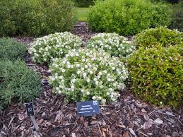 Image result for shrubby veronica hebe