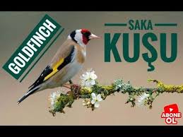 Saka Kusu Sesi Huylandirma Goldfinch Song Otum Sakalar Kus Kusu