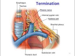 The main trunk of the lymphatic system, passing along the spinal column in the thoracic cavity and conveying a large amount of lymph and chyle into the venous. Thoracic Duct Medtube Net