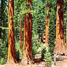 California redwood needles are unique. Redwood Kids Britannica Kids Homework Help