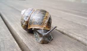 This is how you get yourself a snail free garden! Kids Put Down The Snails Australian Geographic