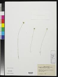 Image result for Utricularia tortilis