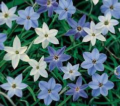 Plant these tiny bulbs in fall for a show next spring. Starflower Flowers Starflower Bulbs More White Flower Farm