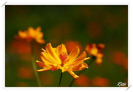 黃波斯菊 美代子趴趴照 隨意窩xuite日誌 flower garden plants garden