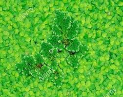 Image result for Azolla pinnata