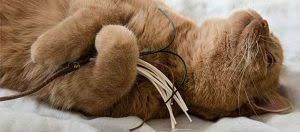 Eure katzen sind tagsüber viel allein? Katzenspielzeug Selber Machen Tipps Fressnapf