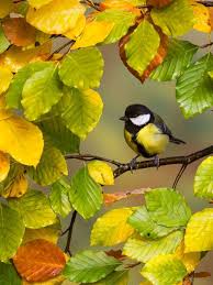 We did not find results for: Birds Wallpaper Hd For Mobile Free Download Great Love Art