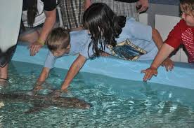 The oceanview inn is tucked into the north cove of crescent city harbor. Petting The Shark Shark Got Cropped In Upload Bild Von Ocean World Crescent City Tripadvisor