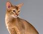 Abyssinian cat Pictures and Information - Cat-Breeds