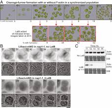 Mar 25, 2021 · animal cell cleavage furrow formation is caused by a ring of actin microfilaments called the contractile ring, which forms during early anaphase. Cleavage Furrow Formation Without F Actin In Chlamydomonas Pnas