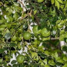 Image result for Limeum aethiopicum